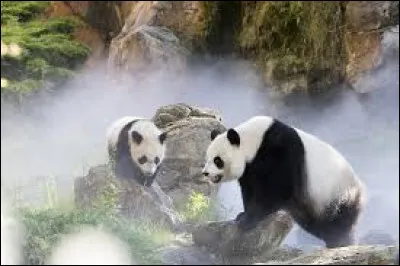 Quel est le seul zoo de France a accueillir des pandas géants ?