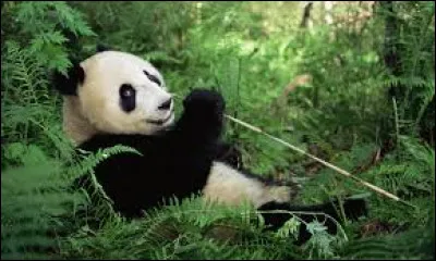 Quelle ONG a le panda géant pour symbole ?