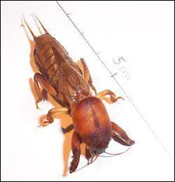 Quel est cet insecte ?