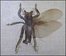 Quel est cet insecte ?