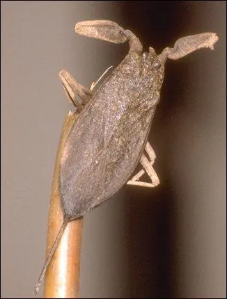 Quel est cet insecte ?