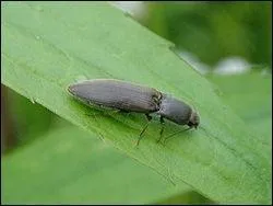 Quel est cet insecte ?