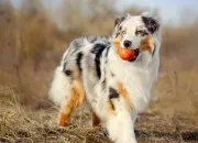 Test Quel animal de compagnie est fait pour toi ?