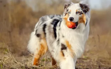 Quiz Test de personnalit