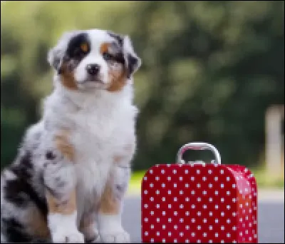 Serais-tu prêt(e) à l'emmener en voyage ?