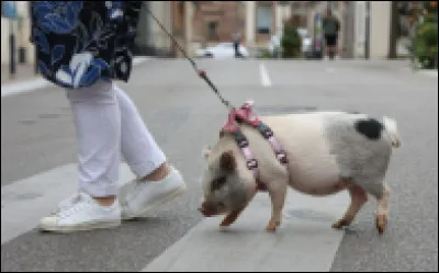 Es-tu sportif/sportive ?