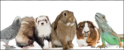 Combien de temps lui accorderas-tu par jour ?