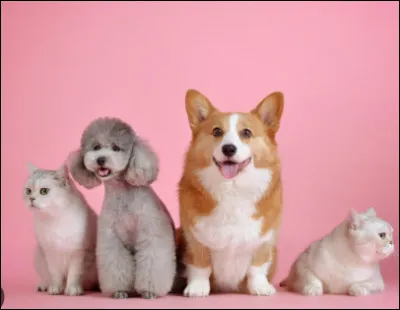 Quel genre d'animal veux-tu ?