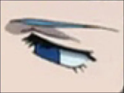 À qui appartient cet il ?