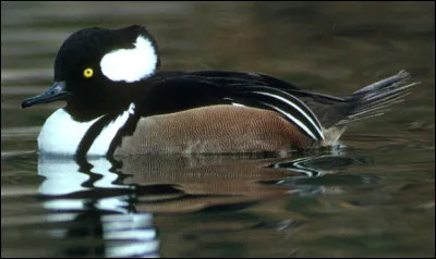 La plus grande de la métropole.