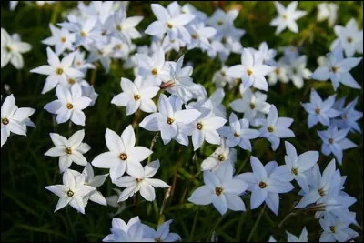 Quel végétal est associé à Lúthien ?