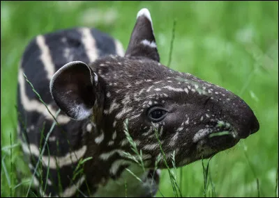 Quel est cet animal ?