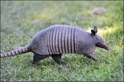 Quel est cet animal ?