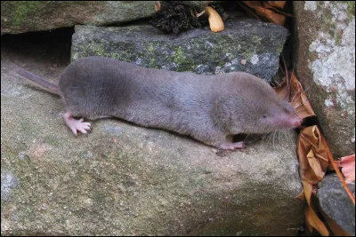 Ce petit animal, c'est...