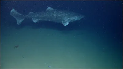 Quel est ce poisson ?