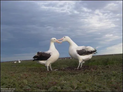 Quel est cet oiseau ?