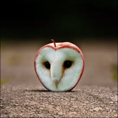 Aimes-tu l'absurde  ?