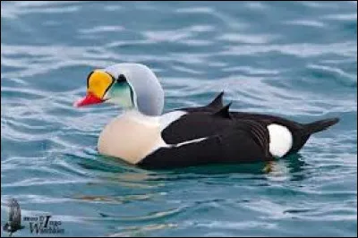 Parmi ces animaux en E, lequel est un canard nordique ?