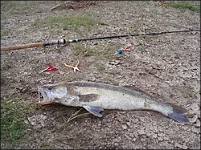 Et la même année, quel film est réalisé par Peter Emanuel Goldman ?