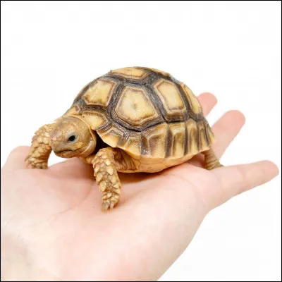 Et qui voit-on d'important ?