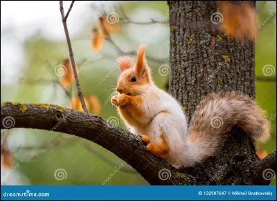 Dans les forêts, on peut croiser un...