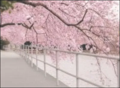 Et pour finir en beauté, quel est le nom de l'auteur ?