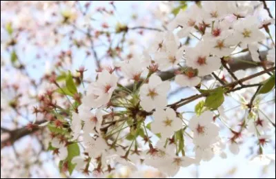 Qui était Sam par rapport à elle ?