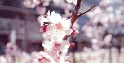 De quoi est-il mort ?