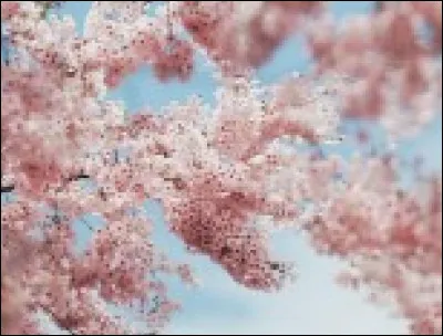 Qui était le meilleur ami de Sam ?