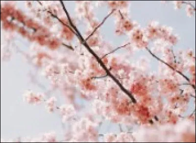 Pourquoi Julie appelle-t-elle le portable de Sam ?