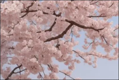 Pourquoi le groupe d'amis de Sam déteste-t-il Julie ?