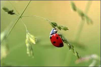 Quel insecte est surnomm&eacute; "la b&ecirc;te &agrave; bon dieu" ?