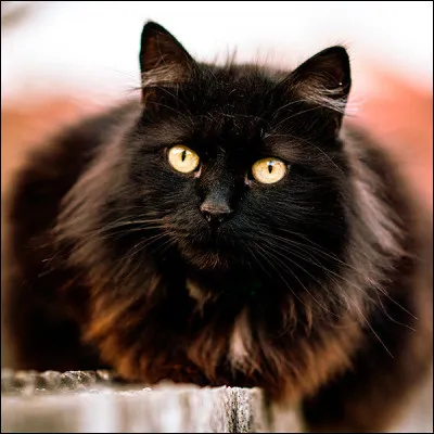 Quel est le nom de la race de ce magnifique matou ?