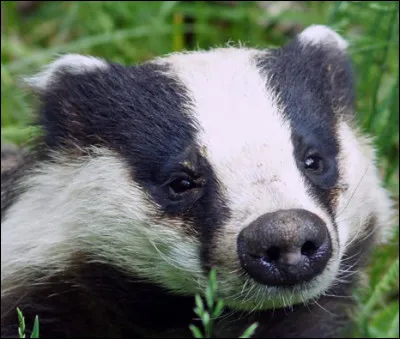 Quel est ton animal favori entre ceux-ci ? (1)