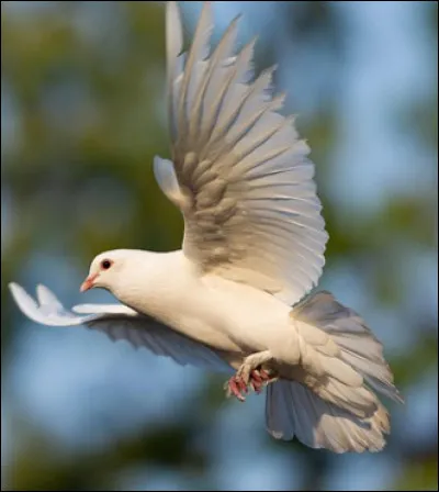 Quel est ton animal favori entre ceux-ci ? (2)