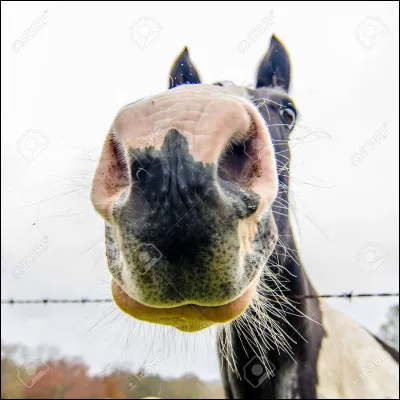 Le cheval est-il carnivore ?