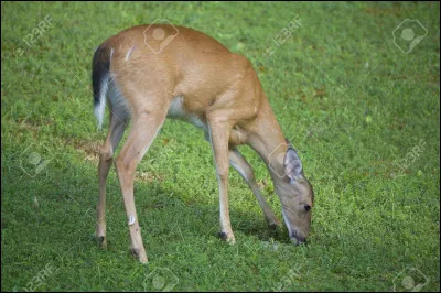 Veux-tu une biche qui broute ? (Mange)
