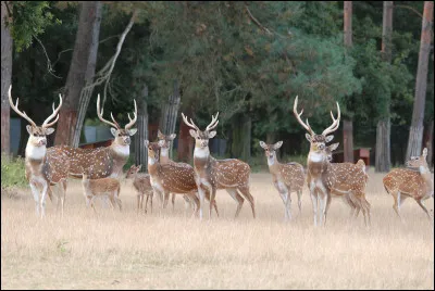 Veux-tu un troupeau de cerfs/biches ?