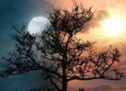 Test Es-tu plutt team lune ou team soleil ?