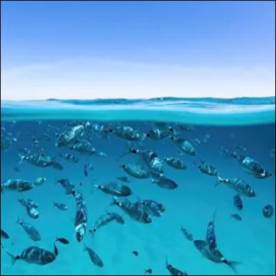 O - Océans !
Quel est le plus grand océan du monde ?