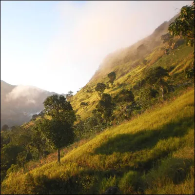 Z - Zoo et animaux ! 
Quel animal est surnommé le roi de la savane ?