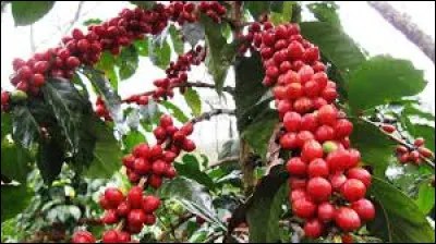 Comment nomme-t-on le fruit du caféier ?