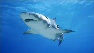 Quel pays mange du requin fermenté comme plat traditionnel ?