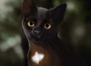 Test  combien de % ressembles-tu  Nuage de Jais ?