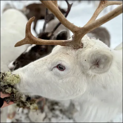 Comment sappelle le premier renne à lavant du traîneau du père Noël ?