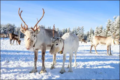 Quel est le repas traditionnel de Noël ?