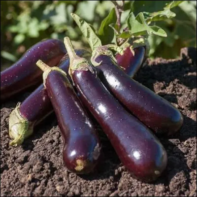 En France dans les années 70, quelle était l'appellation des toutes premières auxiliaires de police chargées du stationnement dans Paris ?
