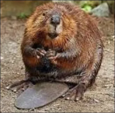 Quelle est la principale occupation d'un castor ?