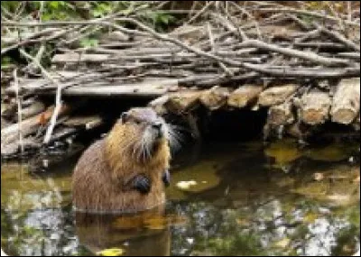 À quoi servent les bagages de castors ?