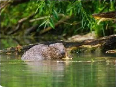Comment s'appelle le bébé du castor ?